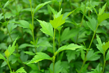 Green leaves for background