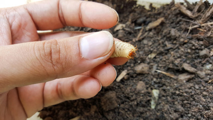 cockchafer, worm insect life