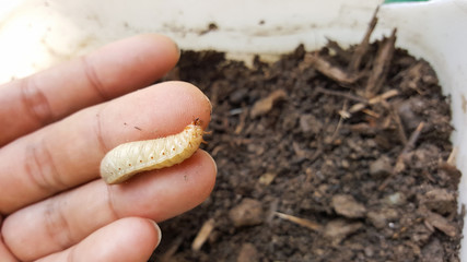 cockchafer, worm insect life
