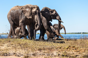  Family of elephants with two calves