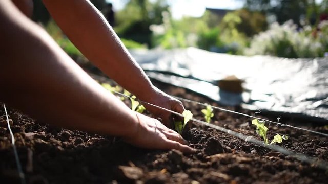  plants de salade : repiquage dans la terre