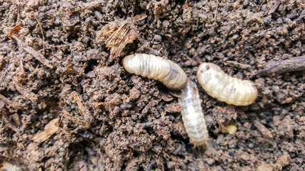 cockchafer, worm insect life