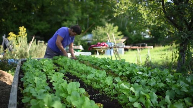 S&eacute;lection de plants de salade pour repiquage