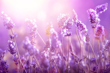 Lavendel in zonlicht