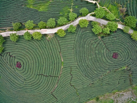 Aerial photography on top of the mountain tea garden landscape