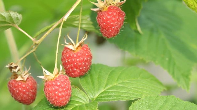 Red raspberry on the branch 