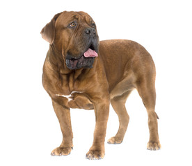 Dogue de Bordeaux