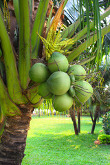 Ripe coconuts on coconut palm