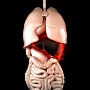 Burning human liver. Liver disease concept. 3D illustration