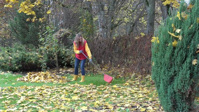 Leaves falling from maple tree and woman working with raker tool in garden. 4K
