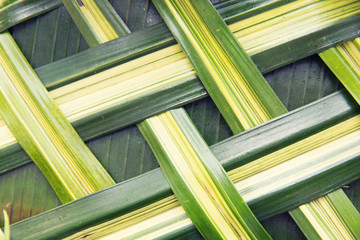 Fototapeta na wymiar green palm tree leaf grid texture