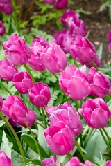 Purple tulips
