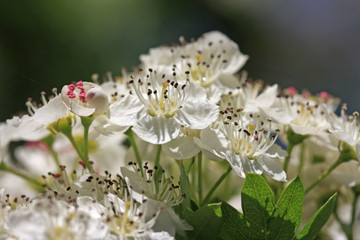 Hawthorn Flower