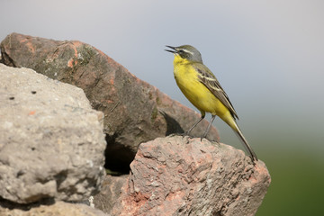 Yellow wagtail, Dark-headed wagtail, Motacilla flava