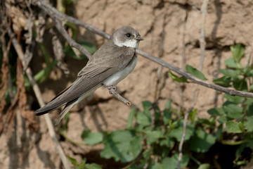 Sand martin,  Riparia riparia