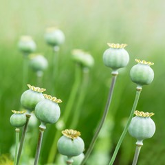 Poppy seed heads