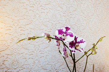 Multicolor phalaenopsis flowers orchid on vanile texture background