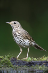 Song thrush, Turdus philomelos
