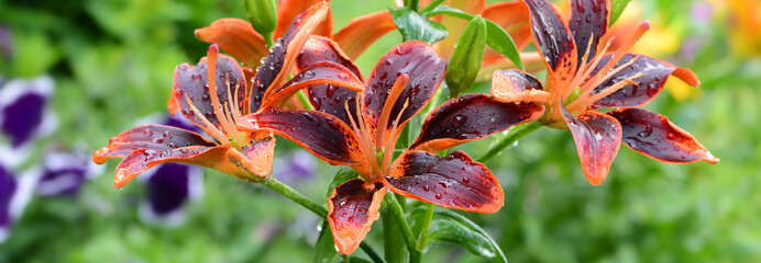 Blumen 615 © K.-U. Häßler