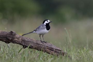 White wagtail, Motacilla alba