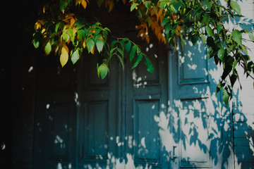 blue door with autumn leaves