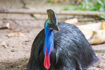 portrait of southern cassowary