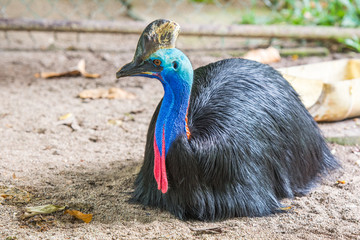 colorful southern cassowary - 114038491