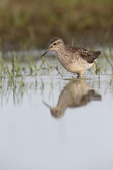 Wood sandpiper, Tringa glareola