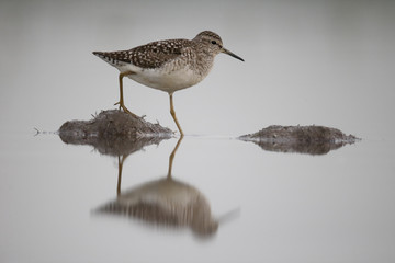 Wood sandpiper, Tringa glareola