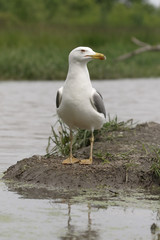 Yellow-legged gull, Larus michahellis