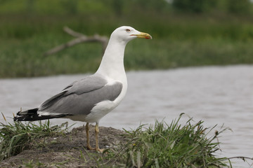 Fototapeta na wymiar Yellow-legged gull, Larus michahellis