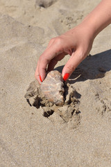 Close up on hand with red manicure finds seashell on sandy beach