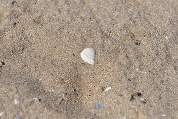Close up of sand on a beach with one big white shell and several