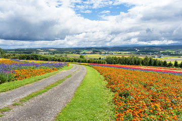 dirt road in flower farm in japan hokkaido