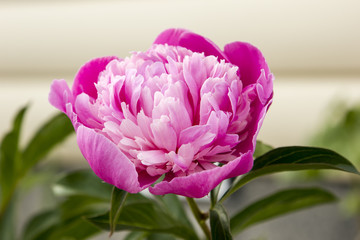 photo of flower peony