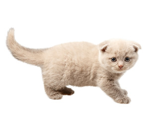 kitten isolated on white background