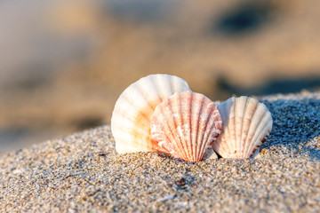 sand beach sea shell