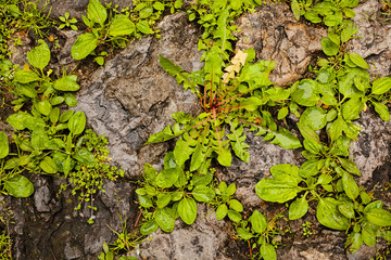 Stone wall with plants