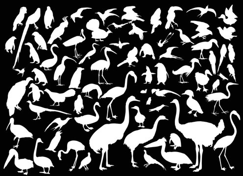 large set of different bird silhouettes on black