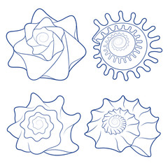 Vector set of seashells. Isolated objects on white.