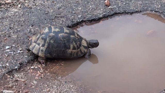 Turtle in a puddle zoom in