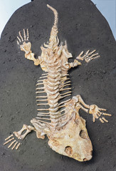 Dinosaur fossil - reptile © Jaroslav Moravcik