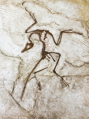 Fossil of prehistoric bird © Jaroslav Moravcik