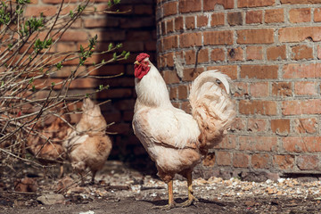 Rooster walking in the courtyard.