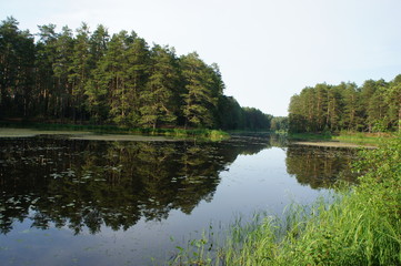 Fototapeta na wymiar Coniferous forest and river with reflection