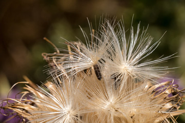 Samen einer Distel beim Riera de Riudecanyes - Costa Daurada