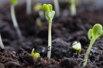 new beginning  spring sprouts in black soil