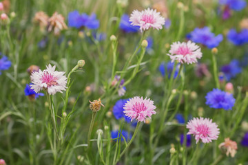 Obraz premium Natural herbal background. Blue flower close up.