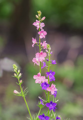 Natural herbal background.  Blue flower close up.