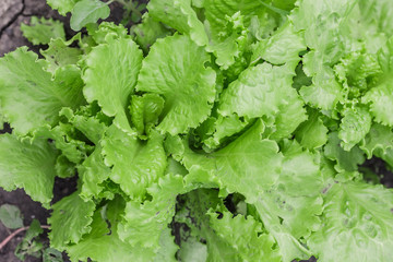 Salad leaves with Green Oak,  Red Leaf Lettuce